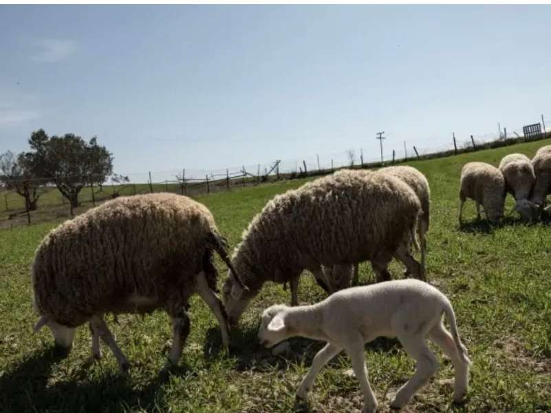 Επιβεβαιώθηκαν κρούσματα ευλογιάς αιγοπροβάτων στην Πρέβεζα