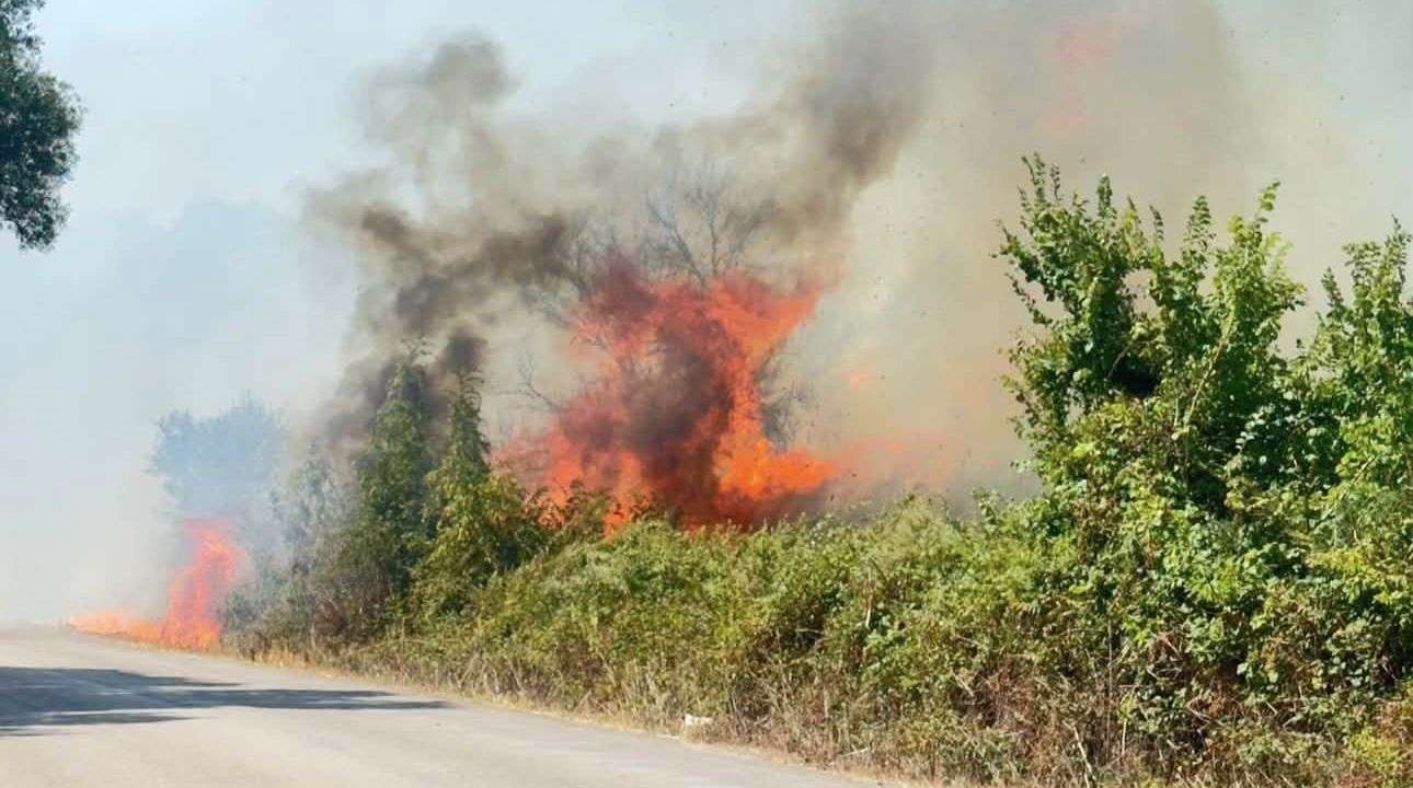 Βόνιτσα: Υπό έλεγχο η πυρκαγιά που ξέσπασε στον δρόμο για Διασπορά (φωτό και βίντεο)