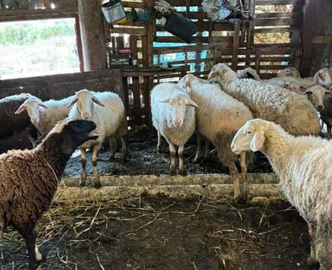 Σε αυξημένη επιφυλακή 60 κτηνοτροφικές μονάδες στην Πρέβεζα