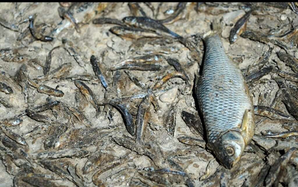 Νεκρά τα ψάρια στη λιμνοθάλασσα Βαθύ της Πρέβεζας – Μεγάλη η ανησυχία στους αλιείς